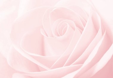 Pembe bir gülün makrosunu kapat.