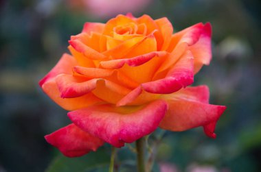 Gül bahçesine yakın çekim