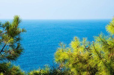 Turkuaz deniz zeminli çam ağacı dalları Akdeniz doğası