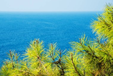 Turkuaz deniz zeminli çam ağacı dalları Akdeniz doğası