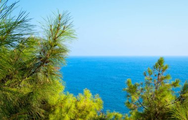 Turkuaz deniz zeminli çam ağacı dalları Akdeniz doğası
