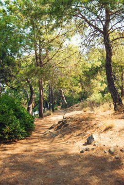 Ormandaki patikada güneş ışığı lekeleri var. Seçici odaklı resim