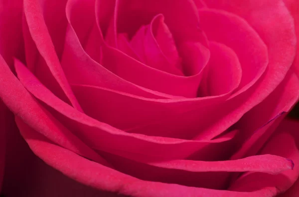 Gros Plan Macro Une Rose Rose — Photo