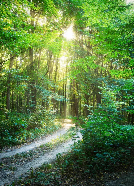 Διαδρομή Στο Καταπράσινο Δάσος — Φωτογραφία Αρχείου