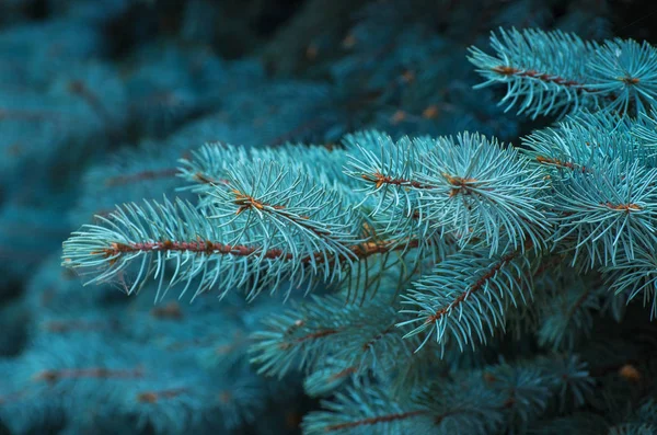 Zweige Der Blaufichte Auf Grünem Hintergrund — Stockfoto