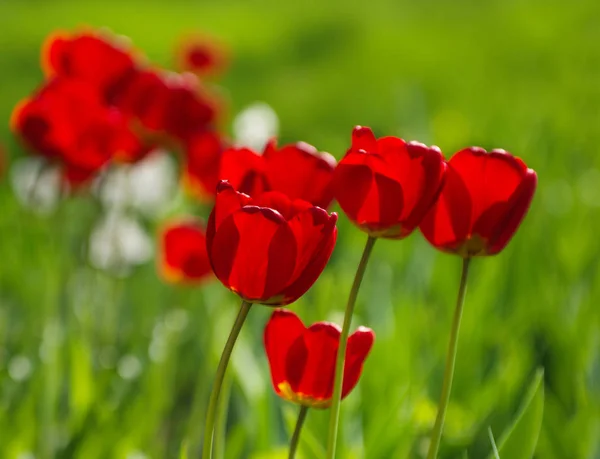 Group Red Tulips Park — Stock Photo, Image