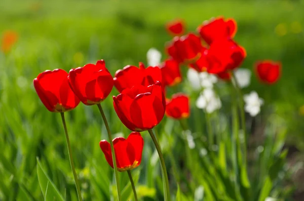 Group Red Tulips Park — Stock Photo, Image