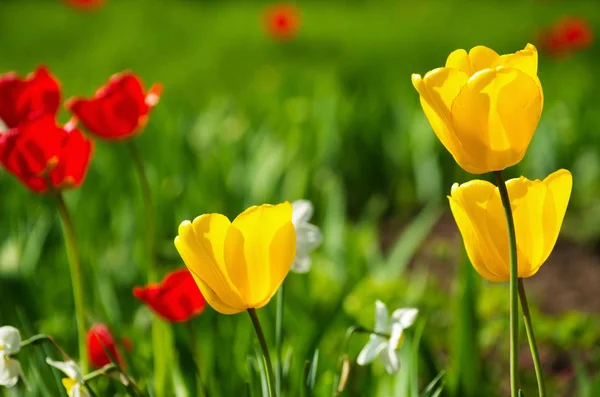 Yellow Red Tulips — Stock Photo, Image