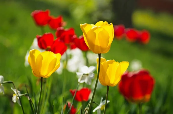 Yellow Red Tulips — Stock Photo, Image