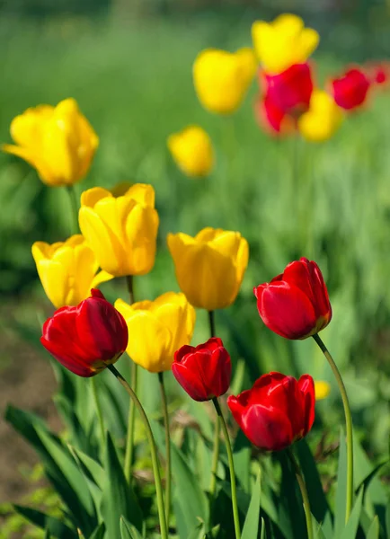 Yellow Red Tulips — Stock Photo, Image