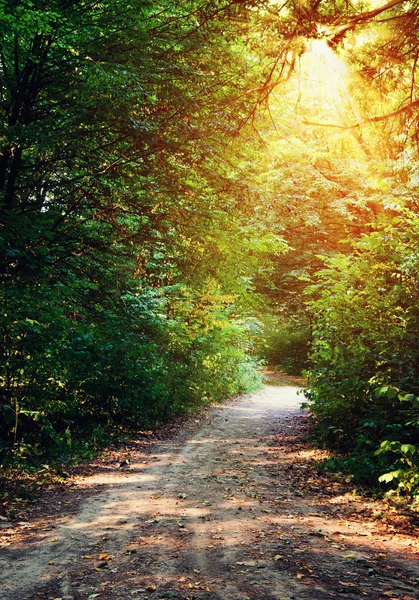 Path Green Forest Royalty Free Stock Images