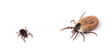 Sağlık tehlikesi taşıyan taşıyıcı tikler