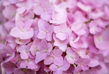 Pembe ortanca arka planı. Hortensiya çiçek yüzeyi.