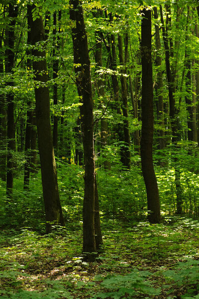 Sunlight in the green forest, spring time