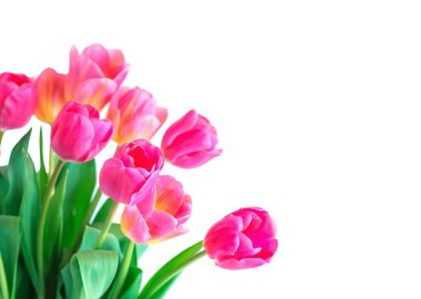 Beyaz arkaplanda pembe lale.