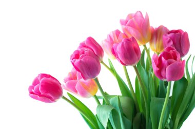 Beyaz arkaplanda pembe lale.