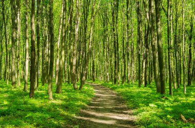 Baharda Yeşil Orman