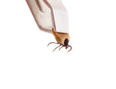 Keneler, beyaz arkaplanda izole edilmiş.