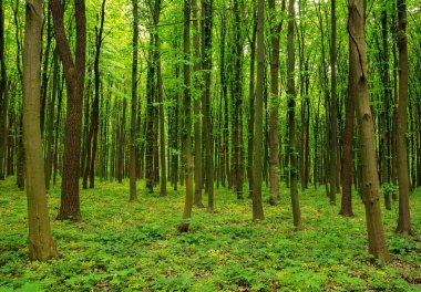 Yeşil ormanda güneş ışığı, bahar zamanı.