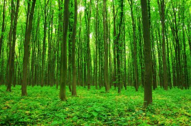 Yeşil ormanda güneş ışığı, bahar zamanı.