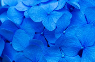 Mavi ortanca arka planı. Hortensiya çiçek yüzeyi.