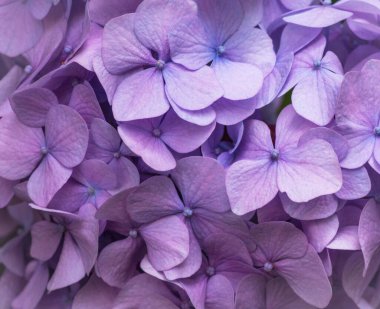 Pembe ortanca arka planı. Hortensiya çiçek yüzeyi.