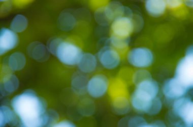 Yeşil bulanık arkaplan ve güneş ışığı