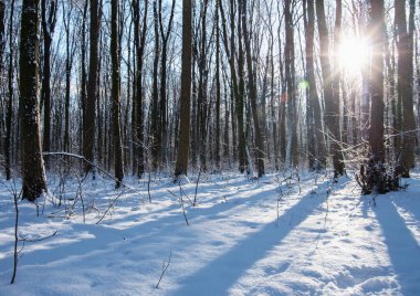 Kış ormanında gün batımı