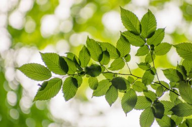 Soyut arkaplan üzerinde yeşil yapraklar
