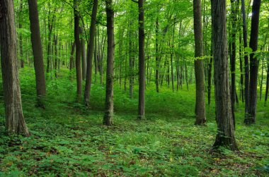 Yeşil ormanda güneş ışığı, bahar zamanı.