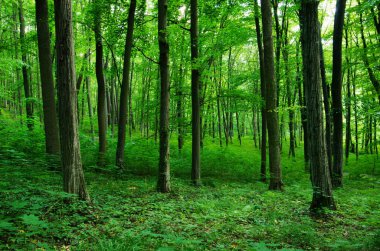 Yeşil ormanda güneş ışığı, bahar zamanı.