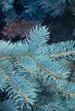 Mavi köknar ağacının dalları. Arkaplan