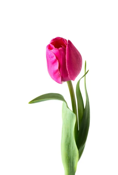 Pink Tulip Flower Isolated White Background — Stock Photo, Image