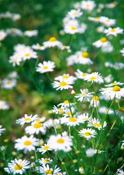 Fundo Camomila Florescente Verão — Fotografia de Stock