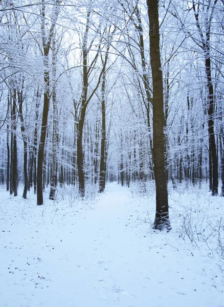 Parque Inverno Coberto Com Neve Branca Fresca — Fotografia de Stock