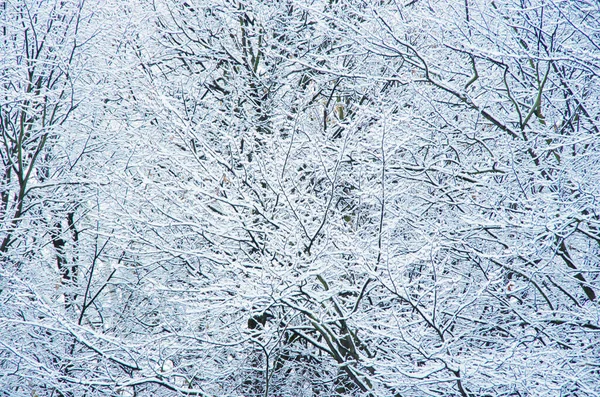 Träd Grenar Snön — Stockfoto