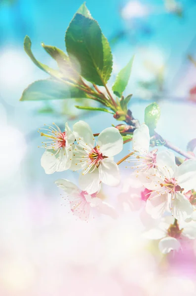 Vår Gren Med Vita Blommor — Stockfoto