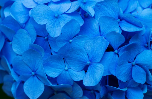 Blue Hydrangea Background Hortensia Flowers Surface — Stock Photo, Image