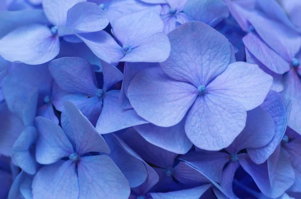 Kék Hydrangea Háttér Hortensia Virágok Felülete — Stock Fotó