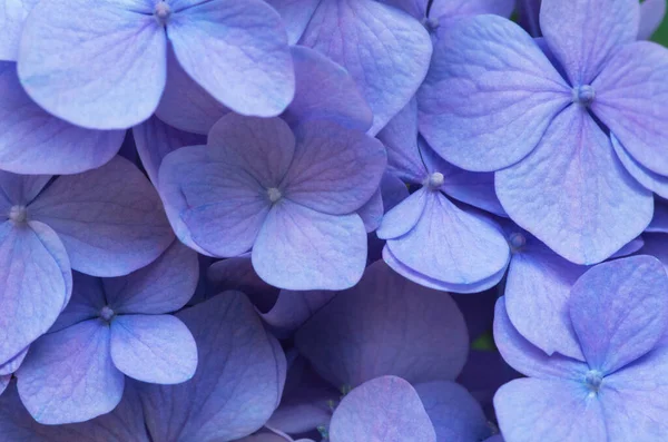 Fondo Hortensias Rosadas Hortensia Flores Superficie —  Fotos de Stock