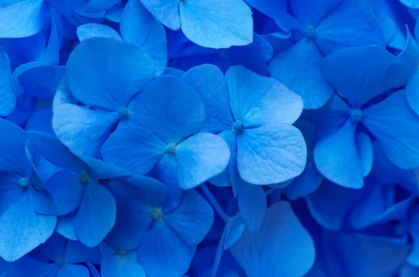 Fondo Azul Hortensias Hortensia Flores Superficie —  Fotos de Stock