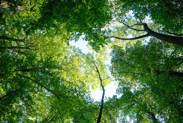 Природа Зеленый Лес Солнечные Лучи — стоковое фото