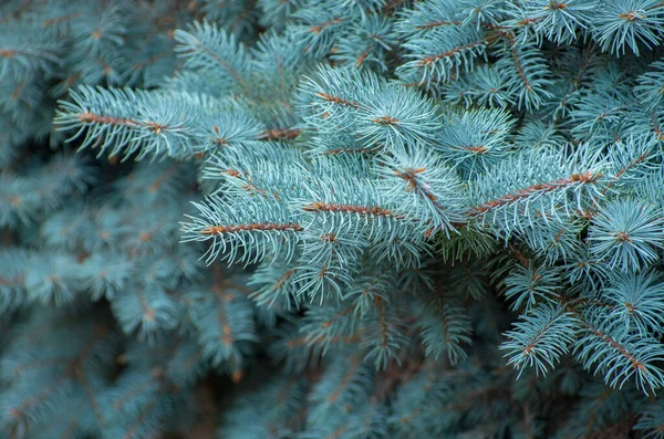 Ramas Abeto Azul Contexto —  Fotos de Stock