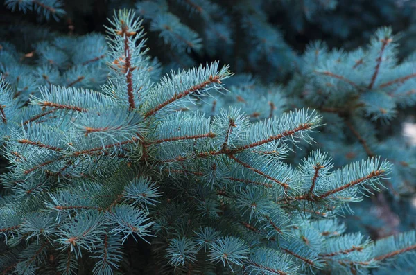 Zweige Der Blaufichte Auf Grünem Hintergrund — Stockfoto