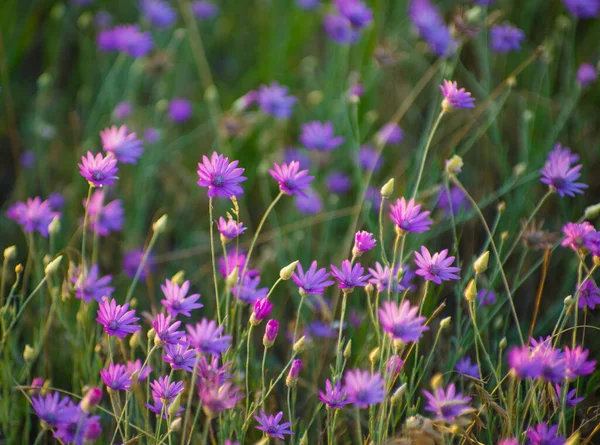 Věčné Immortelle Nebo Xeranthemum Annuum — Stock fotografie