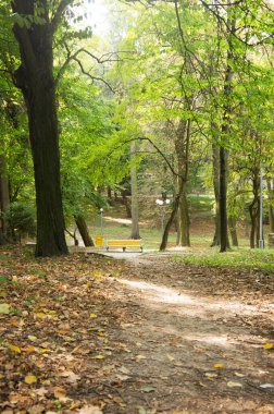 Güneşli bir günde parkta yaprakları dökülmüş ağaçlar