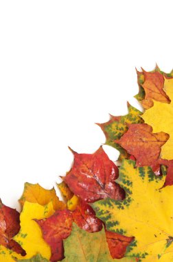 Sonbahar akçaağaç yaprağı beyaz arkaplanda izole edildi