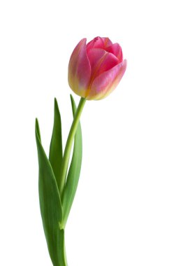 Beyaz arkaplanda izole edilmiş pembe lale çiçeği
