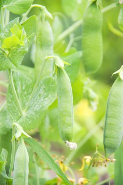 Bezelyeler çiftlikte büyüyor.