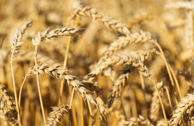 Yazın sonunda tamamen olgunlaşmış buğday tarlaları